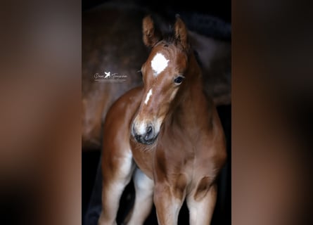 Westphalian, Stallion, 1 year, Brown