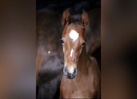 Westphalian, Stallion, 1 year, Brown