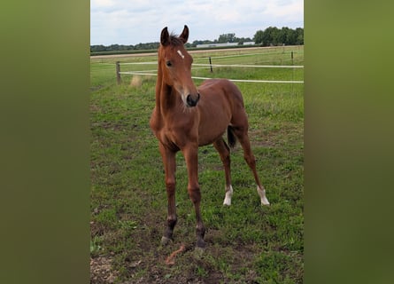 Westphalian, Stallion, 1 year, Brown