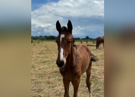 Westphalian, Stallion, 1 year, Brown