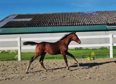 Westphalian, Stallion, 1 year, Brown