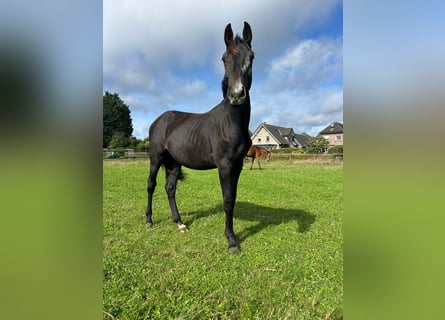 Westphalian, Stallion, 1 year, Can be white