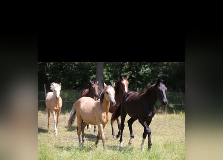 Westphalian, Stallion, 1 year, Chestnut