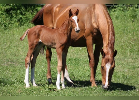 Westphalian, Stallion, 1 year, Chestnut