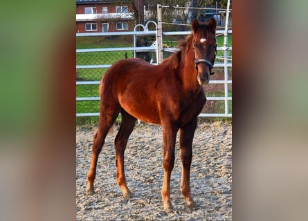 Westphalian, Stallion, 1 year, Chestnut-Red