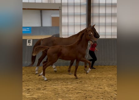 Westphalian, Stallion, 1 year, Chestnut-Red