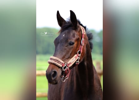 Westfale, Hengst, 1 Jahr, Schwarzbrauner