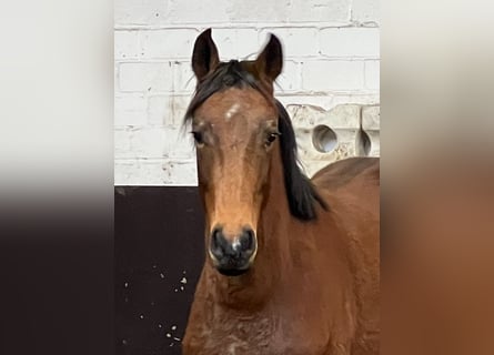 Westfale, Hengst, 2 Jahre, 15,1 hh, Brauner