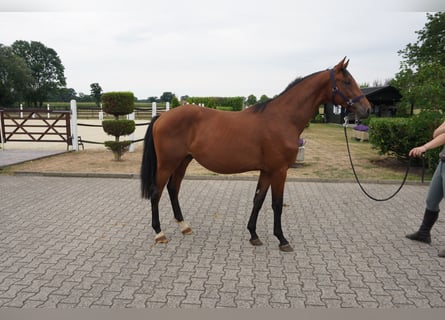 Westphalian, Stallion, 2 years, 15.2 hh, Brown