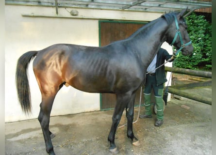 Westphalian, Stallion, 2 years, 15.3 hh, Black