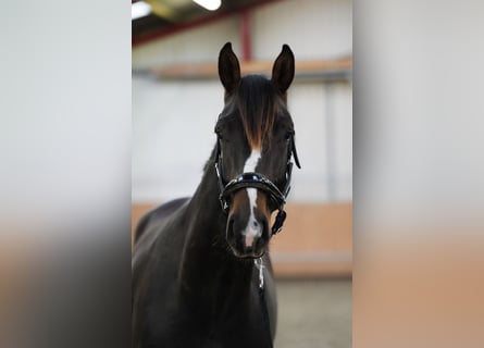 Westphalian, Stallion, 2 years, 16.1 hh, Bay-Dark