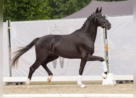 Westphalian, Stallion, 2 years, 16,1 hh, Black