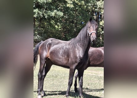Westphalian, Stallion, 2 years, 16.2 hh, Bay-Dark