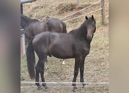 Westphalian, Stallion, 2 years, 16.2 hh, Bay-Dark
