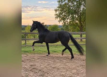 Westphalian, Stallion, 2 years, 16.2 hh, Bay-Dark