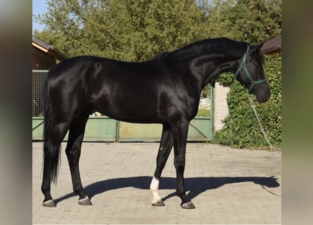 Westphalian, Stallion, 2 years, 16.2 hh, Bay-Dark