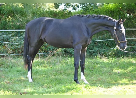 Westfale, Hengst, 2 Jahre, 16,2 hh, Rappe