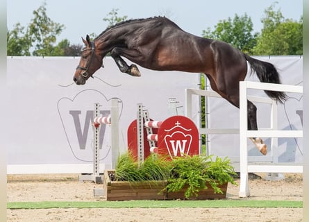 Westphalian, Stallion, 2 years, 16,2 hh, Smoky-Black