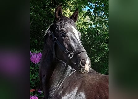 Westphalian, Stallion, 2 years, 16.3 hh, Black
