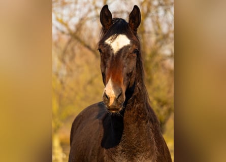 Westphalian, Stallion, 2 years, 16 hh, Brown
