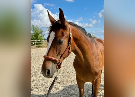 Westphalian, Stallion, 2 years, 16 hh, Brown