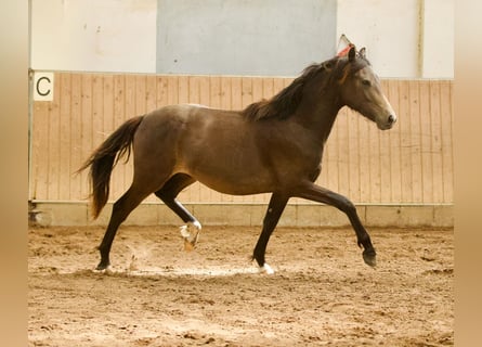 Westphalian, Stallion, 2 years, 16 hh, Buckskin
