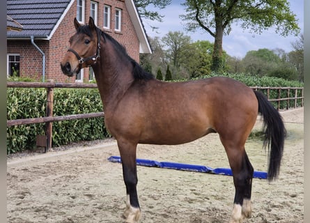 Westphalian, Stallion, 2 years, 16,2 hh, Brown