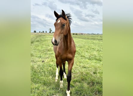 Westphalian, Stallion, 2 years, 16,3 hh, Brown