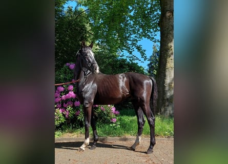 Westphalian, Stallion, 2 years, 17 hh, Black