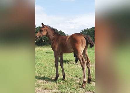 Westphalian, Stallion, 2 years, Bay-Dark