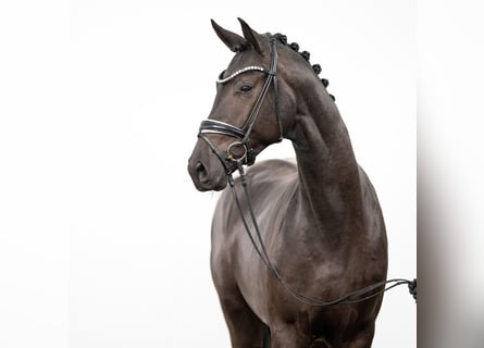 Westphalian, Stallion, 2 years, Black