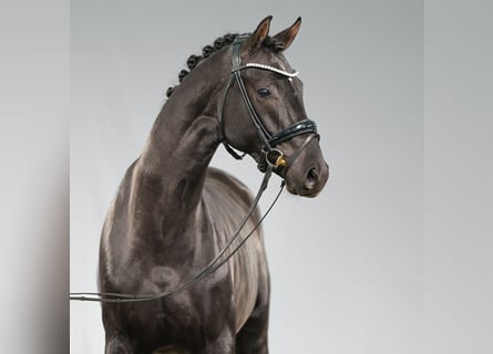 Westphalian, Stallion, 2 years, Black