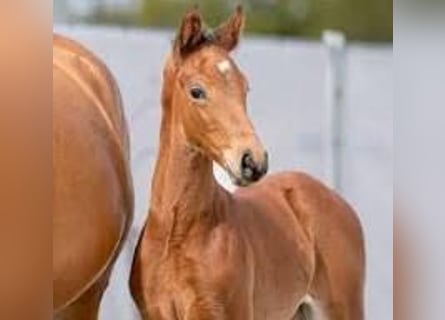 Westphalian, Stallion, 2 years, Brown