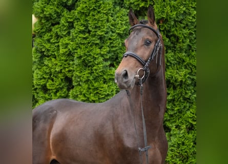 Westphalian, Stallion, 2 years, Brown
