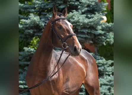 Westphalian, Stallion, 2 years, Brown