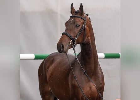 Westphalian, Stallion, 2 years, Brown
