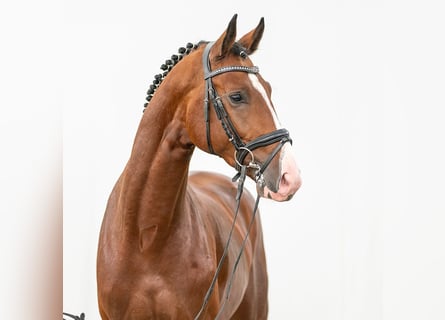 Westphalian, Stallion, 2 years, Brown