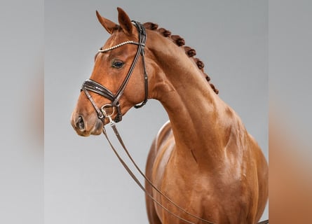 Westphalian, Stallion, 2 years, Chestnut