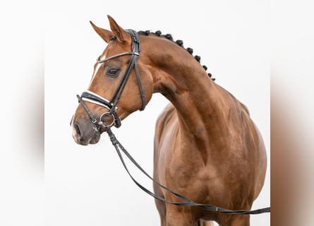 Westphalian, Stallion, 2 years, Chestnut