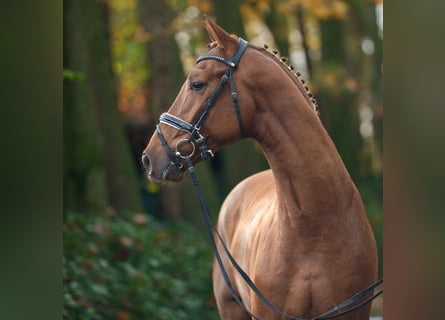 Westphalian, Stallion, 2 years, Chestnut-Red