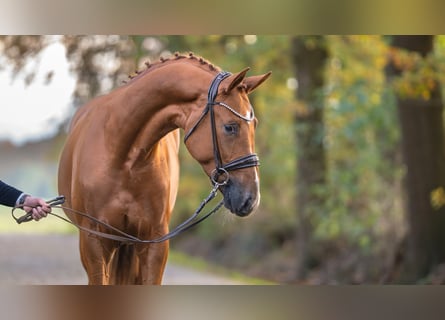 Westphalian, Stallion, 2 years, Chestnut-Red