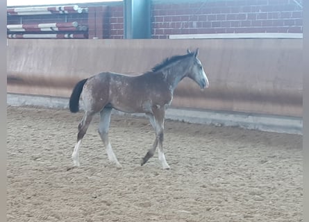 Westphalian, Stallion, 2 years, Gray