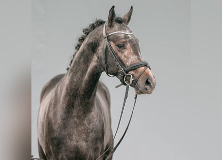 Westphalian, Stallion, 2 years, Gray