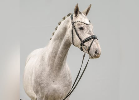 Westphalian, Stallion, 2 years, Gray