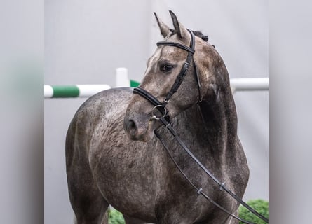 Westphalian, Stallion, 2 years, Grey