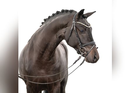 Westphalian, Stallion, 2 years, Smoky-Black