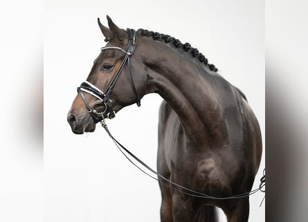 Westphalian, Stallion, 2 years, Smoky-Black
