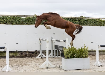 Westphalian, Stallion, 3 years, 15.3 hh, Chestnut-Red