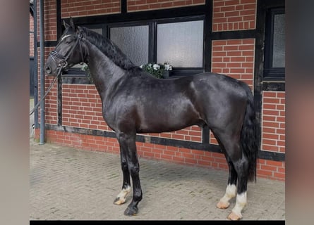Westphalian, Stallion, 3 years, 16.1 hh, Black