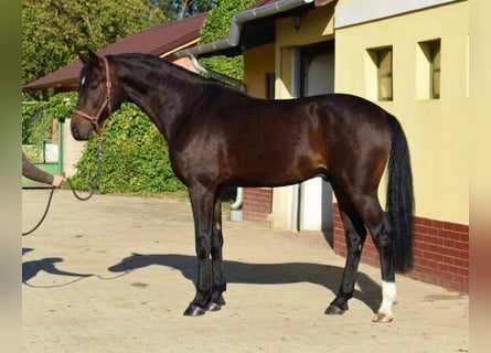 Westphalian, Stallion, 3 years, 16.2 hh, Bay-Dark